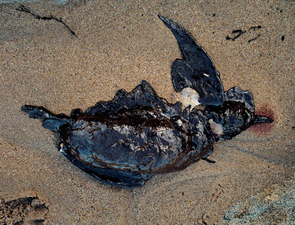 Bertram Kober: Ölpest > Toter Vogel - Port-Louis / Bretagne 2000
